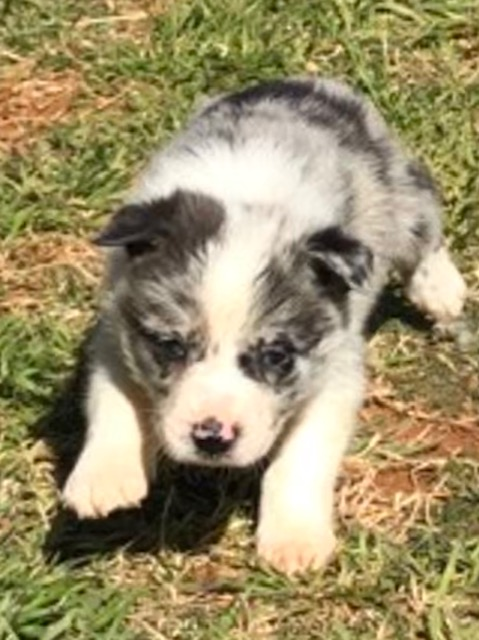 Male 3